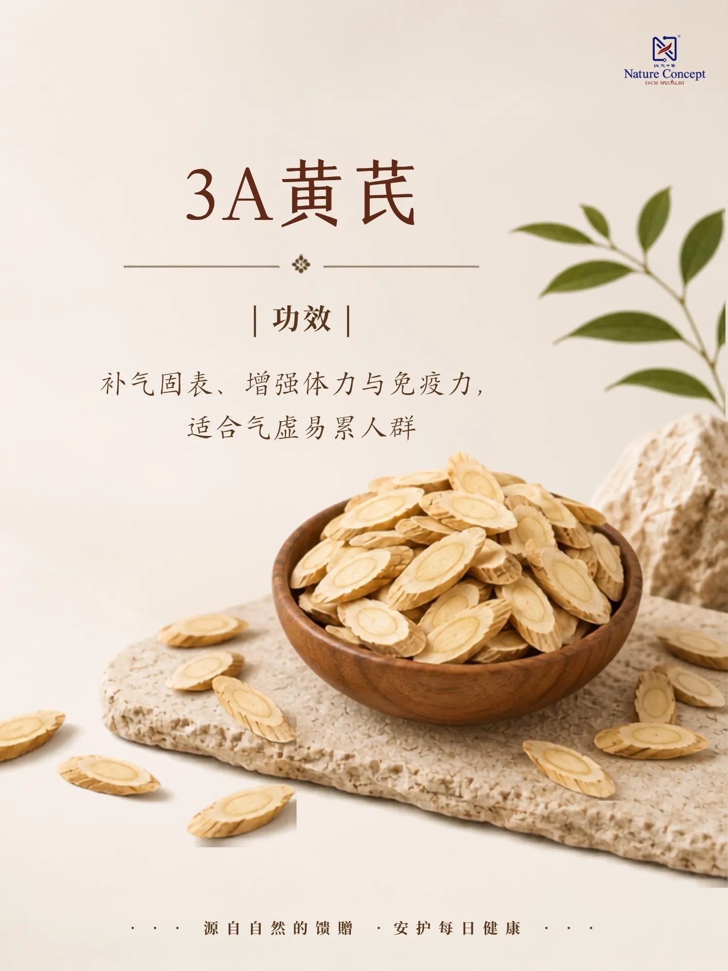 grade 3a astragalus root